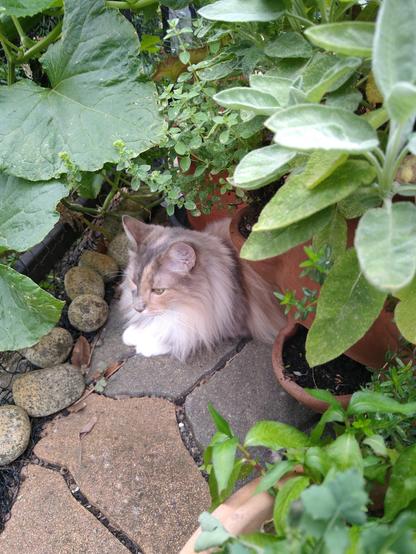 Ornella 🌈 in her garden
