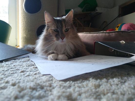 Ornella 🌈 reading the work of her humans