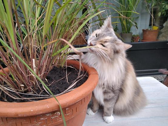 Ornella 🌈 eating lemon grass