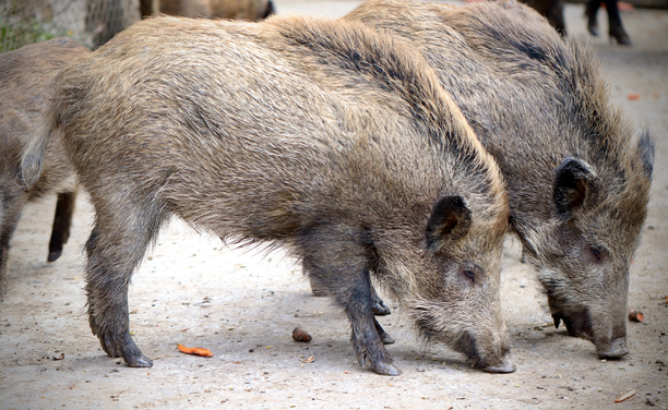 Imatge d'arxiu de dos porcs senglars (ACN)