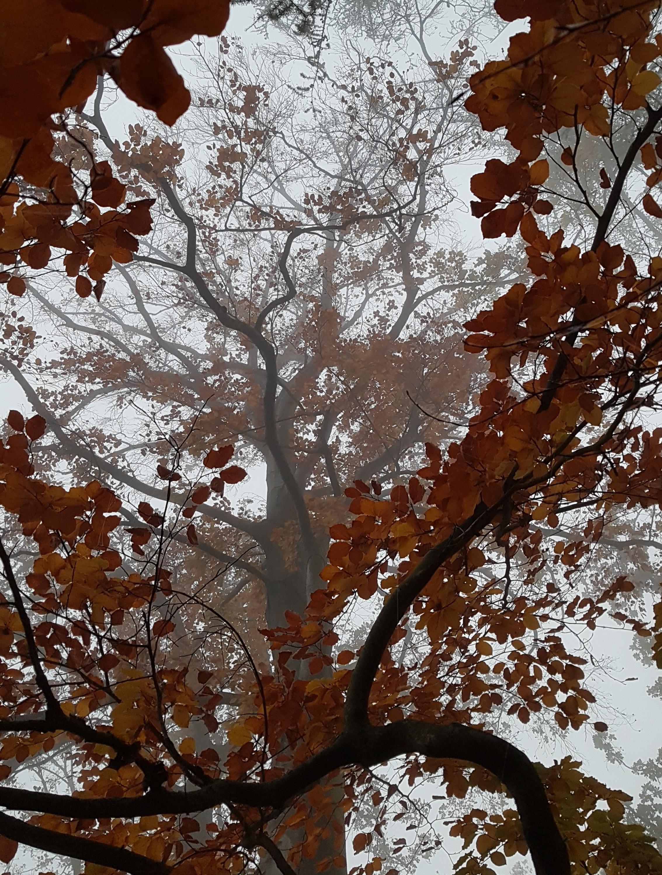 typisch Herbst - ein großer Baum in Nebel gehüllt, dessen Blätter orange-rot gefärbt sind. Im Vordergrund ein kräftiger Ast, dessen Gabelung den Blick auf den Baum freigibt.