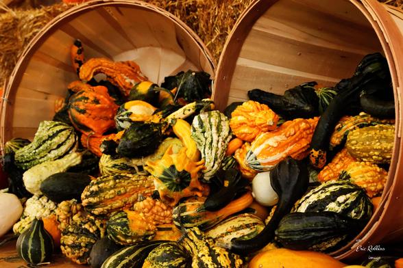 Gourds falling from two bushel baskets laying in front of yellow straw. Colours range from a creamy white to intense orange and green. 