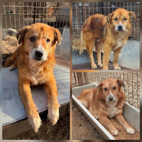 Großes Foto links
Alibaba ein mittelgroßer Hund mit rotbraunem und weißem Fell liegt auf dem Dach seiner Hütte. Er schaut mit einem ruhigen und leicht traurigen Ausdruck direkt in die Kamera. Er hat eine weiße Schnauze und etwas weißes Fell auf seiner Brust. Seine Ohren sind Schlappohren und sein Fell sieht etwas verfilzt aus. Im Hintergrund befindet sich ein Maschendrahtzaun, und ein anderer Hund ist teilweise links liegend sichtbar.
Foto rechts oben
Stehend auf der Hütte.Sein Blick ist direkt auf den Betrachter gerichtet und er hat einen leicht traurigen Ausdruck.
Foto rechts unten
Alibaba liegt in einem Futtertrog voller Hundefutter-Pellets. Er schaut direkt in die Kamera mit einem ruhigen, leicht besorgten Ausdruck
Der Trog steht auf schmutzigem Boden mit Kies, und im Hintergrund ist ein Maschendrahtzaun zu sehen.