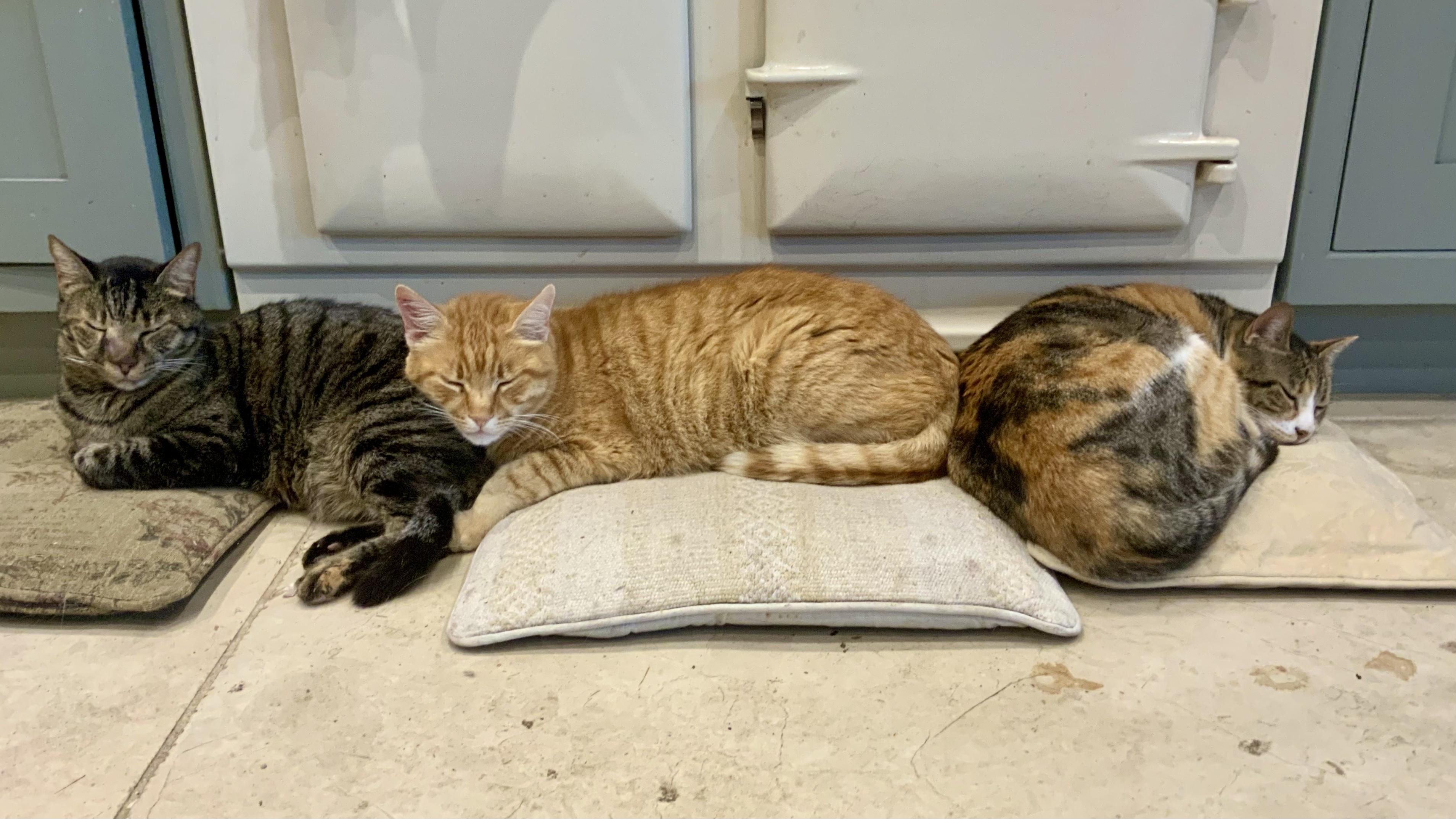 Three cats asleep on cushions infront of the cooker.