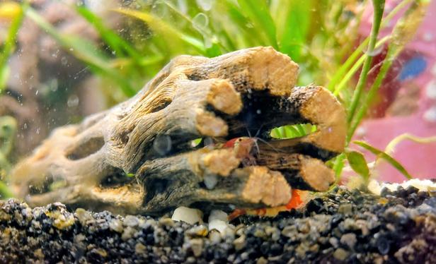 Two shrimps looking out of a little wooden tube inside of an aquarium
