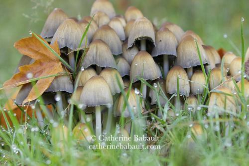 Dozens of little brown mushrooms grouped together on green grass. There is dew on the grass and a small maple leaf is resting on the side of the cluster of mushrooms. Photo taken at ground level.