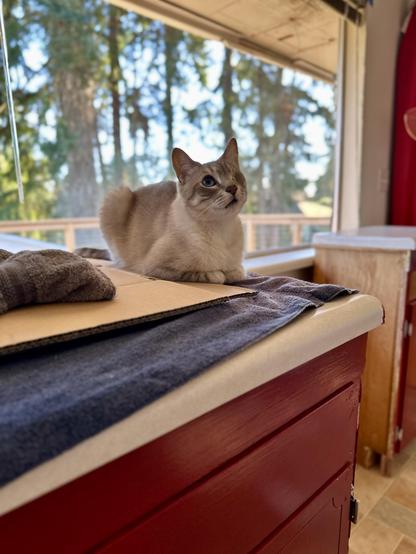 Doots, a one-eyed Lynx Point Siamese cat, sitting in the loaf position on an old janky kitchen cabinet that we uprooted from one side of our kitchen and temporarily put on the other side. This photo is taken from farther away, and from the opposite angle. He is looking up at the opposite wall of the kitchen, which has been torn apart. A blur of tall coniferous trees is in the distance outside the window behind him. 