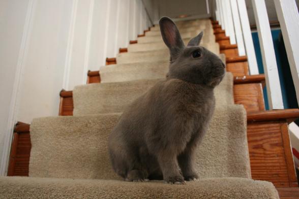 A brown rabbit sits on a stair close to the camera, with many stairs extending up behind it.