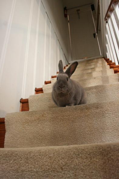 The same brown rabbit, a couple stairs higher, staring down at the camera.