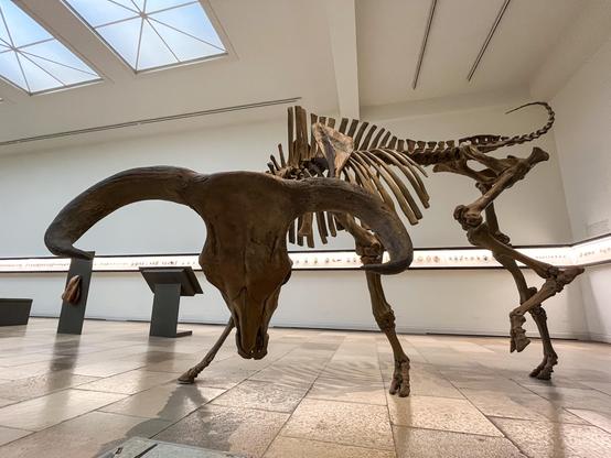 Photo of an aurochs skeleton on display in a bright museum room, seem from the front and a very low perspective near the ground, directly looking at the head with its lowered horns.