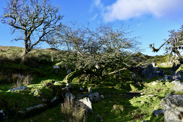Twisty hawthorns on old mine working remains 