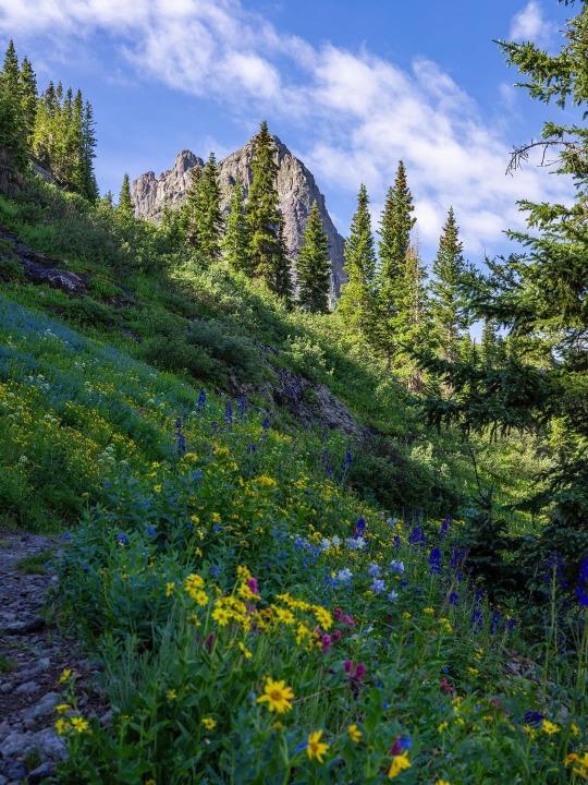 Wildflowers on a steep hillside.