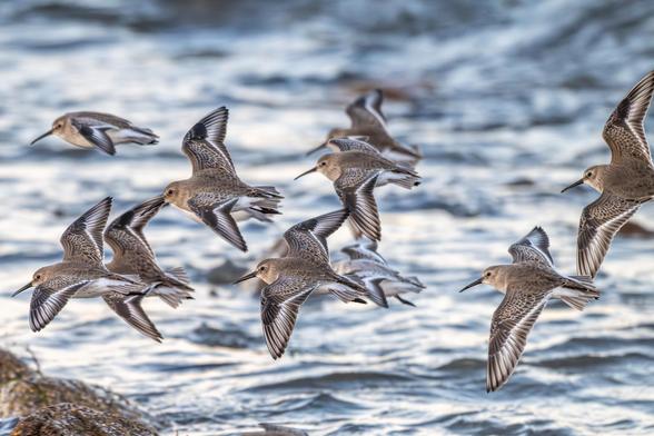 A photograph of a group of Dunlin in flight, wings spread, with the sea behind them.

