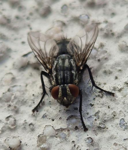 Eine klassische Stubenfliege (Musca domestica) an der Hauswand. Das Insekt ist ein wahrer Kosmopolit und kommt überall auf der Welt vor, außer in polaren und hochalpinen Regionen.