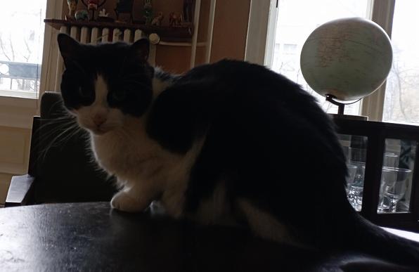 Schnappschuss 
Gegenlicht ohne Blitz
Tuxie Kater guckt in Kamera auf der gegenüberliegenden Seite des runden Holztisches