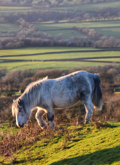 A grey pony steps across moorland.