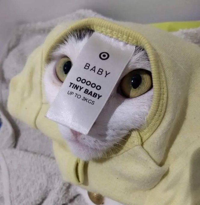 A close-up picture of a white cat wearing a pale yellow hooded sweatshirt. The cat's large, yellowish-green eyes are wide. The cat has a white clothing tag from a retailer (identifiable by the bullseye logo) resting on its forehead. The text on the tag reads: "BABY," "OOOOO TINY BABY," and "UP TO 3KGS."
