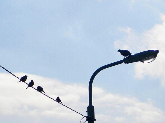 A photograph of birds on a wire and a lamppost.