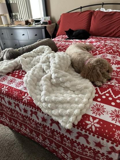 Everyone is in the big bed snuggling with the Christmas duvet. The duvet cover has a red and white design with snowflakes, stars, and Christmas trees. Samantha is in back, snoozing on the pillows. Susie and Rosie are snoozing at the end of the bed. They're enjoying the white puff throw that I put on the bed for Samantha.