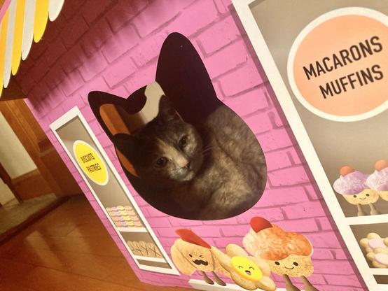 A cat in a cardboard box.