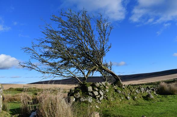 Hawthorn tree Whiteworks mine 