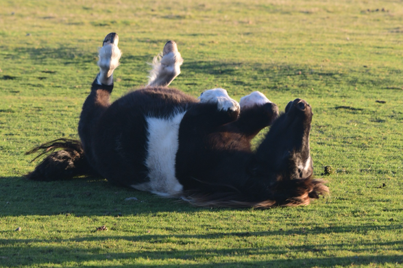 Pony rolling on its back 
