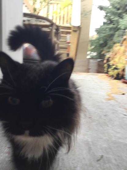 Tuxedo cat moves towards camera messing with focal length making it blurry and does no care even a little because they are cat