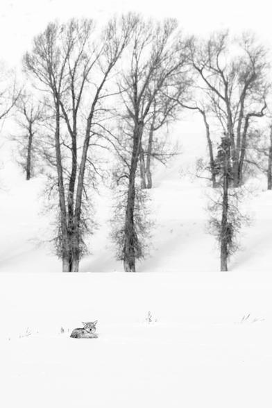 A coyote curled up in the snow, sleeping in front of a small group of trees.