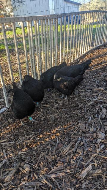 Five black chickens with leg bands are huddled along a metal-and-wire fence on a mulched ground. Sunlight casts shadows across the area. In the background are a grassy strip, a neighboring house, and blue garbage/recycling bins in a suburban yard.