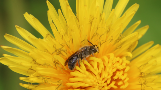 A tiny bee (lasioglossum cognatum?) sleeping sideways in a dandelion flower