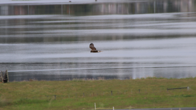 A swamp harrier scanning the ground below intently as the glide along a paddock next to a river