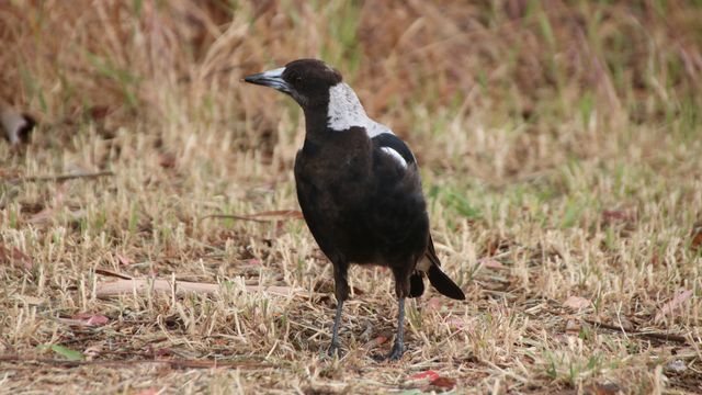 A female Australian magpie stands on short dried grass, holding a tiny insect in their beak, their head turned sideways as though lost in thought