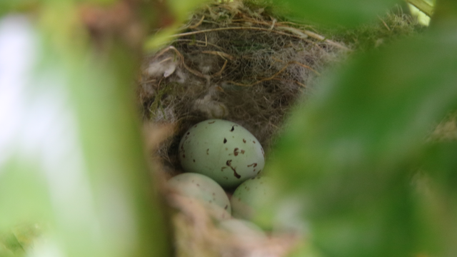 A small goldfinch nest glimpsed through out of focus leaves containing four tiny plump eggs with dark speckles/splotches.