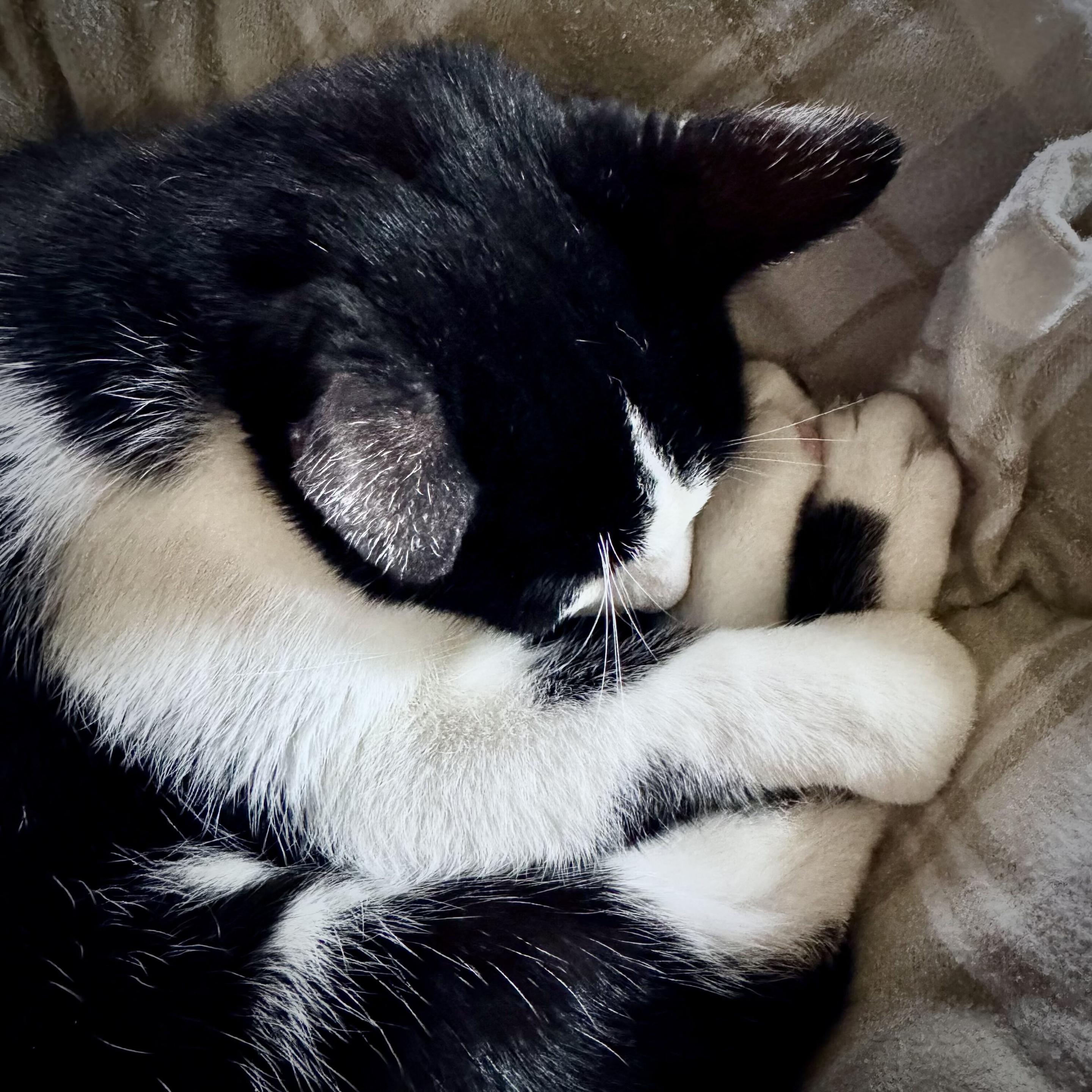 Black and white cat curled up in flannel sheets.