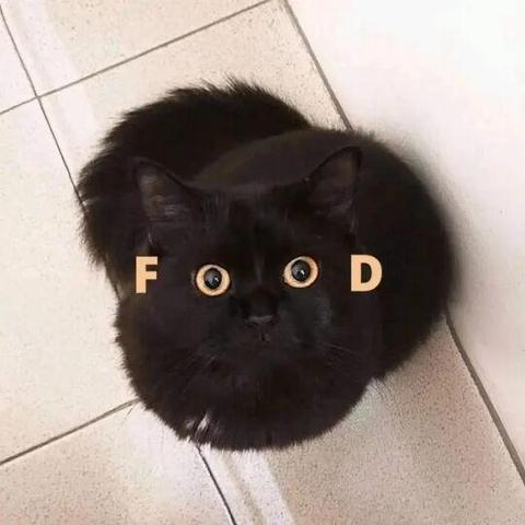Photo of a black cat staring at the viewer with the letters F to the left and D to the right of the eyes, forming the word FOOD.