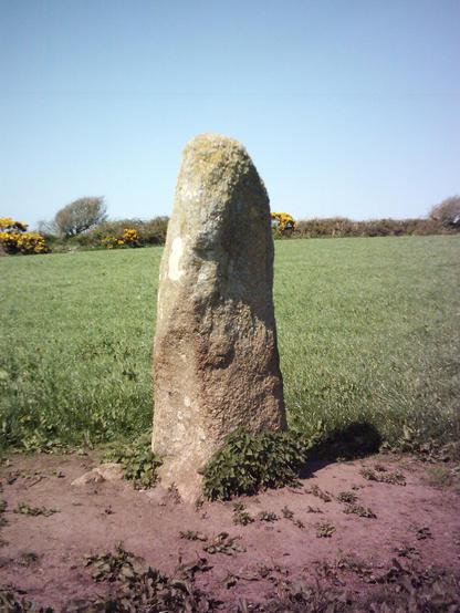 A colour photograph of Treverven Menhir near St Buryan in West Penwith, Cornwall. At just under 2m tall it's not the most impressive looking stone, but does have an interesting shape, with a large hollow on the opposite side. The field it sits in is large and full of short grass. The hedge and a line of gorse short trees can be seen in the middle distance. The sky is blue and cloudless. The ground immediately surrounding the menhir is bare earth; worn away by livestock using the stone as a rubbing post.