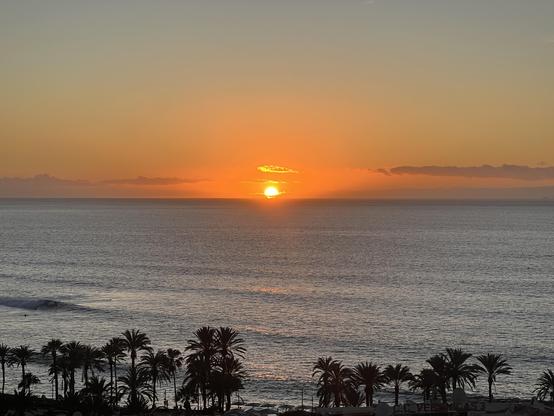 A sunset over the ocean, mild waves, the sun golden red tiny strips of clouds just at the horizon. The foreground of the picture, at the very bottom, spurts a whole series of palm trees, obstructing the view on a small strip of beach.
