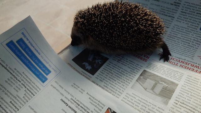 Kleiner Igel in einer mit Zeitungen ausgelegten Box
