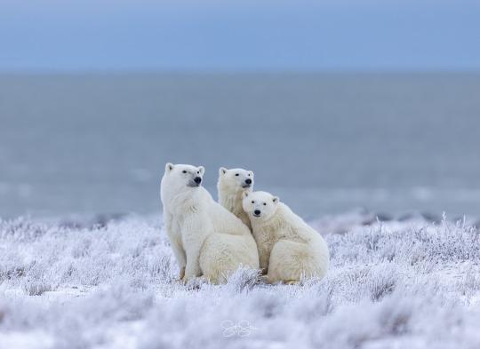 A polar bear family staying close.