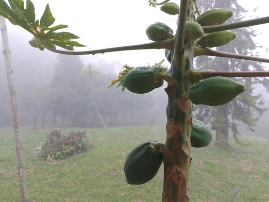 Foggy Nature
#Blackside #earthnow #elitepix #fotomasters #Food #Fruit #hey_ihadtosnapthat #imagehub #lensculture #Nature #Outdoors #picplanet #pictas #pictas_macro #podium #rebels_united #Snap_allnature #Snap_alltrees #Snap_colours #Snap_community #Snap_community_member #Snap_depthoffield #Snap_drops #Snap_foggy #vero #verofamily #verofriends #verotography
