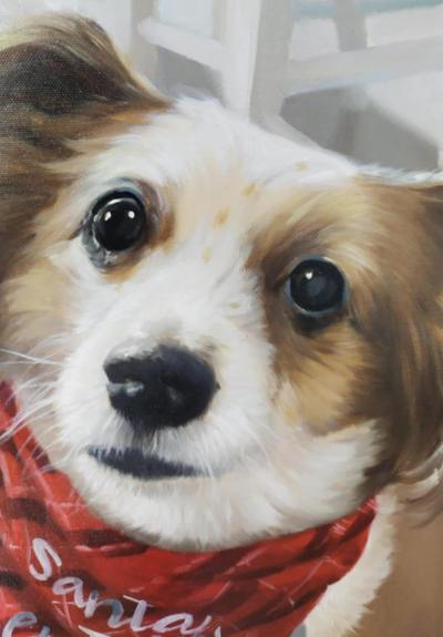 a close-up photo of the dog's face 