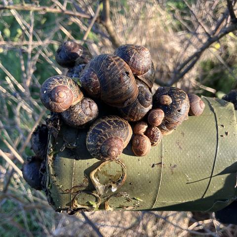 A plastic bottle covered in green camo tape. On one end are at least a dozen snails of different sizes, all clinging on to the pot and each other. 