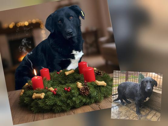 Der schwarzer Hund Knirps mit einem weißen Fleck auf der Brust sitzt hinter einem Adventskranz auf einem Holztisch.
Der Adventskranz besteht aus Tannengrün, roten Beeren, Tannenzapfen und ist mit mehreren hundeknochenförmigen Keksen dekoriert.
Er hat vier rote Kerzen.
Die erste Kerze brennt mit heller Flamme.
Der Hund blickt den Betrachter direkt an, mit ernstem, leicht traurigem Ausdruck.
Im Hintergrund ist ein unscharfer Raum mit einem Kamin und weihnachtlicher Beleuchtung zu sehen, was eine gemütliche, vorweihnachtliche Stimmung erzeugt.