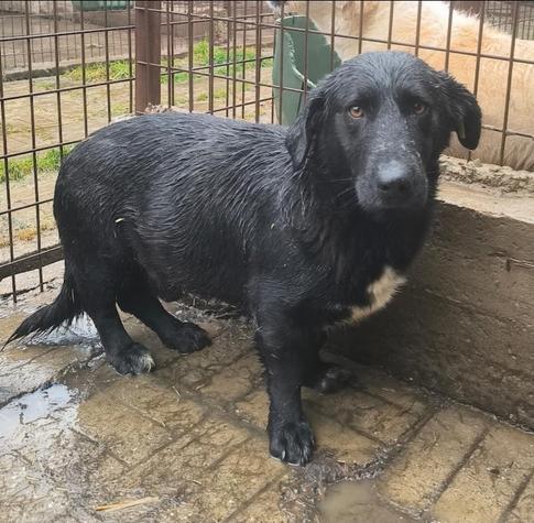 Der mittelgroße schwarze Knirps steht in seinem Kennel auf einem nassen Betonboden.
Knirps hat kurzes, strähniges Fell, das durchnässt ist. Er hat eine weiße Brust. Er blickt den Betrachter mit einem ernsten, braunen, traurigen Augenpaar direkt an.
Der Boden ist nass und schmutzig.
Im Hintergrund ist ein Metallgitterzaun zu sehen.