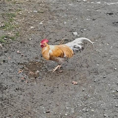 Ein Hahn steht auf einem nassen, matschigen Weg aus Kies und Erde. Der Hahn hat ein leuchtend rotes Kamm, goldbraune Federn am Körper und auffällige weiße Schwanzfedern mit schwarzen Akzenten. Um ihn herum liegen kleine Pfützen und verstreute Blätter – es wirkt, als hätte es kürzlich geregnet. Die Szene zeigt den Hahn in einem natürlichen, ländlichen Umfeld mit starkem Kontrast zwischen seinem farbenfrohen Gefieder und dem trüben Boden.