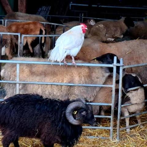 Szene auf einem Bauernhof: Ein schwarzes Schaf mit großen, gebogenen Hörnern und gelbem Ohrclip steht im Vordergrund in einem Metallgatter. Dahinter sind weitere Schafe mit heller und dunkler Wolle zu sehen. Auffällig: Ein weißer Hahn mit rotem Kamm steht auf dem Gatter. Der Boden ist mit Stroh bedeckt, im Hintergrund sind weitere Tiere und Teile eines Stallgebäudes sichtbar. Das Bild zeigt ein ungewöhnliches, friedliches Miteinander verschiedener Tierarten.