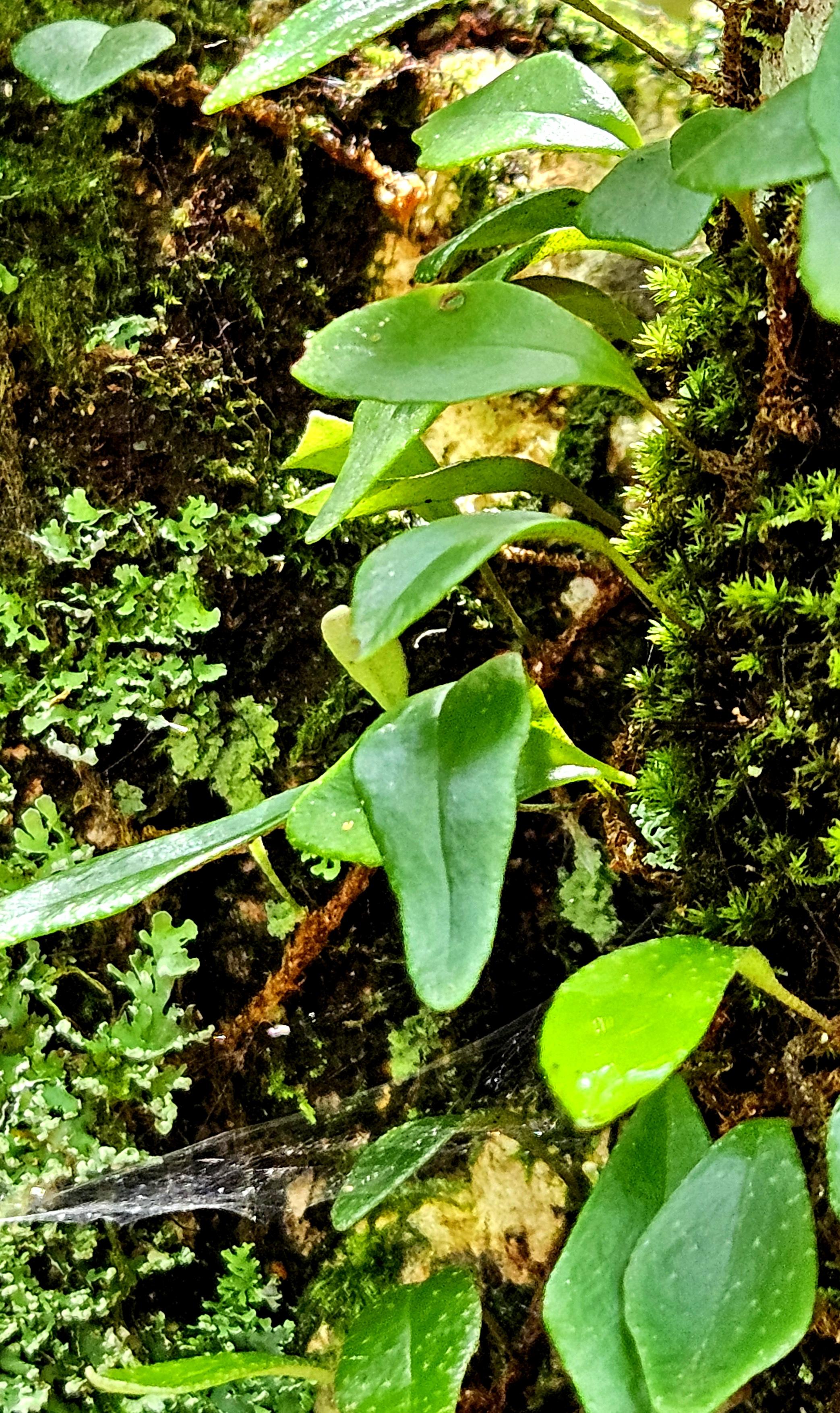 Moss and epiphytes in a tree cleft. Yugambeh country.