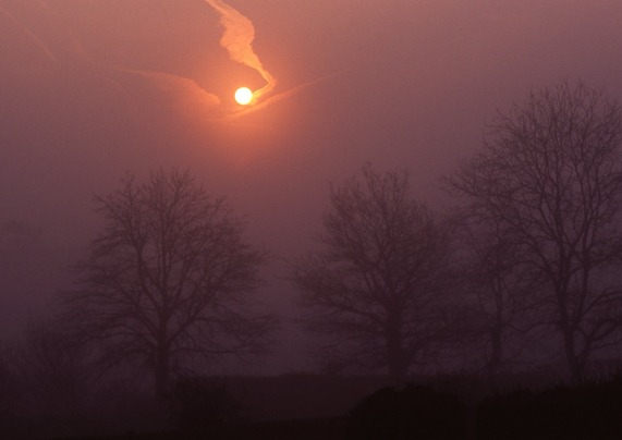 Three trees in sunrise must.