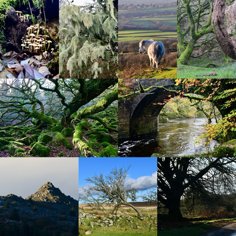 A collage of autumnal photos.