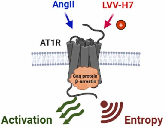 Temporal complexity of LVV-hemorphin-7 allosterism at the angiotensin II type 1 receptor assessed using entropy-based approaches. Computational and Structural Biotechnology Journal, DOI: https://doi.org/10.1016/j.csbj.2025.10.024